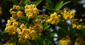 Is Berberine Really “Nature’s Ozempic?”